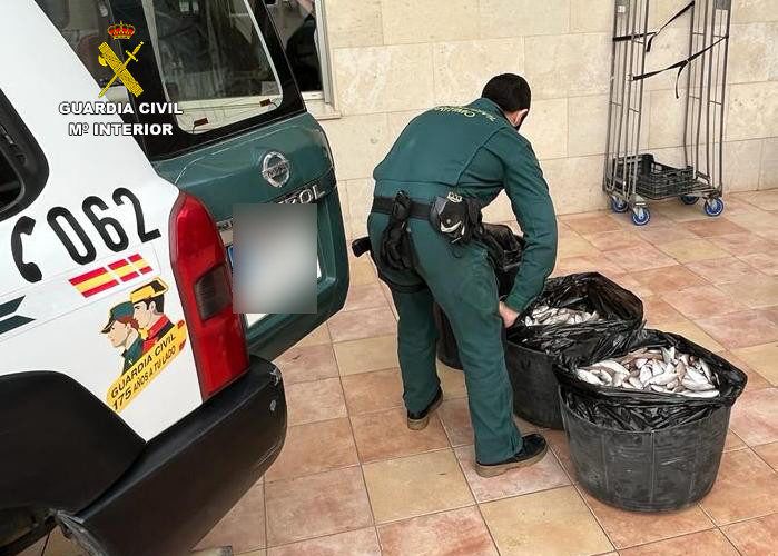 La Guardia Civil ha aprehendido 213,25 kg de aligote de talla antirreglamentaria en las localidades de Vinaròs y Benicarló