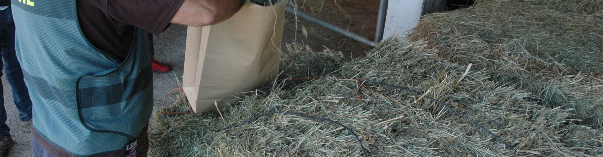 Cinco investigados en Albocàsser por la muerte de un caballo y la indigestión de seis más