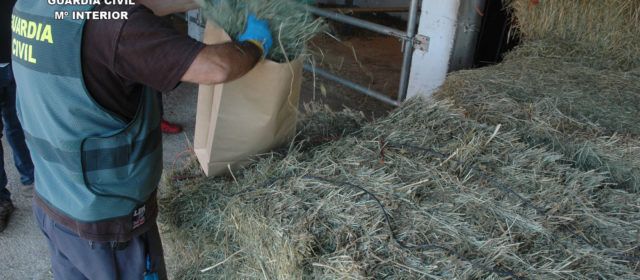 Cinco investigados en Albocàsser por la muerte de un caballo y la indigestión de seis más