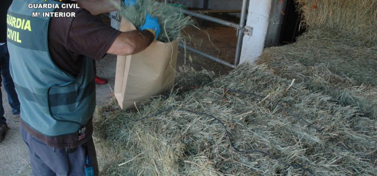 Cinco investigados en Albocàsser por la muerte de un caballo y la indigestión de seis más