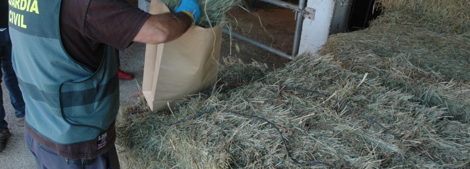 Cinco investigados en Albocàsser por la muerte de un caballo y la indigestión de seis más