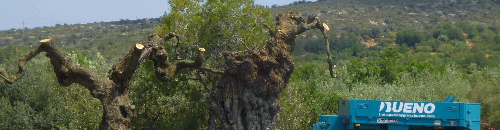 GEPEC-EdC i Salvem Lo Montsià demanen més protecció per als oliverars monumentals de les Terres de l’Ebre