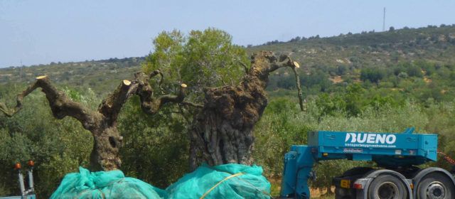 GEPEC-EdC i Salvem Lo Montsià demanen més protecció per als oliverars monumentals de les Terres de l’Ebre