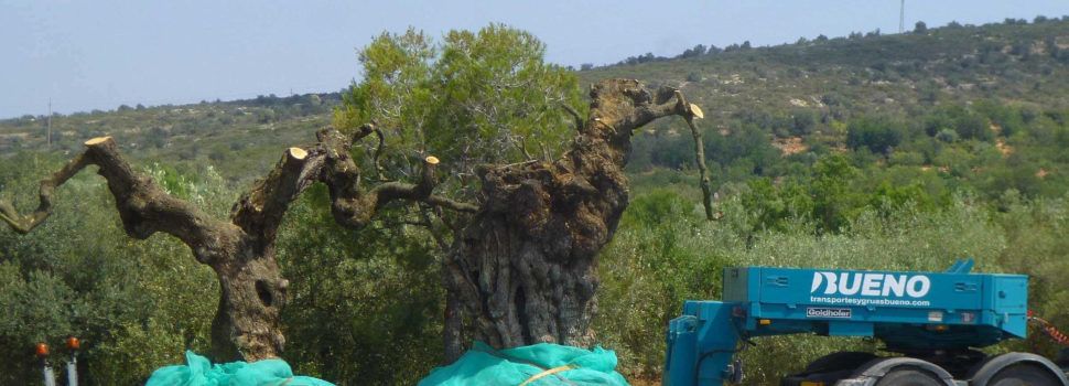 GEPEC-EdC i Salvem Lo Montsià demanen més protecció per als oliverars monumentals de les Terres de l’Ebre