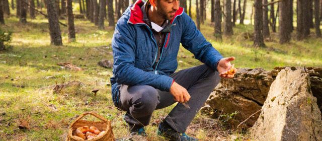 El coto micológico del Maestrazgo acoge a miles de recolectores de setas