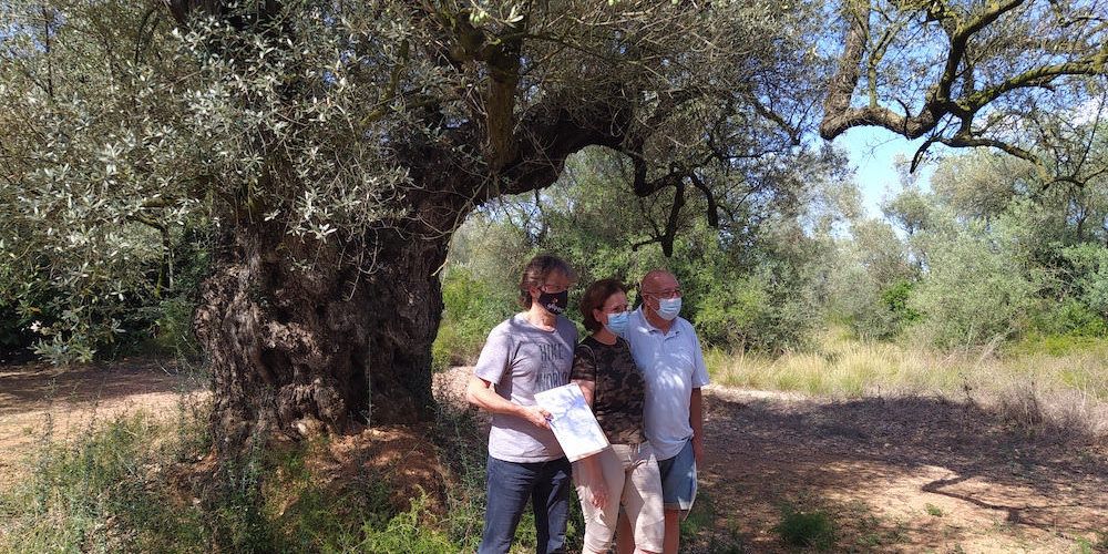 Un pas més en la protecció dels oliverars monumentals: el GEPEC-EdC compra una finca a Ulldecona