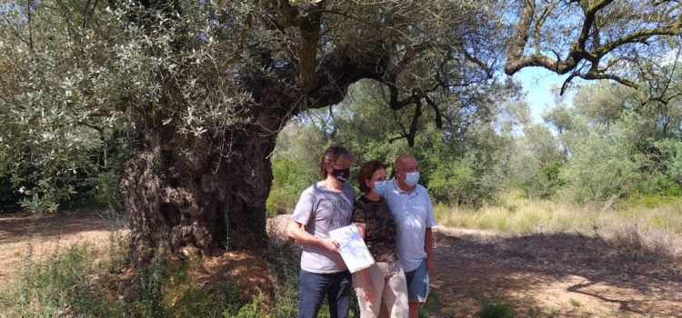 Un pas més en la protecció dels oliverars monumentals: el GEPEC-EdC compra una finca a Ulldecona