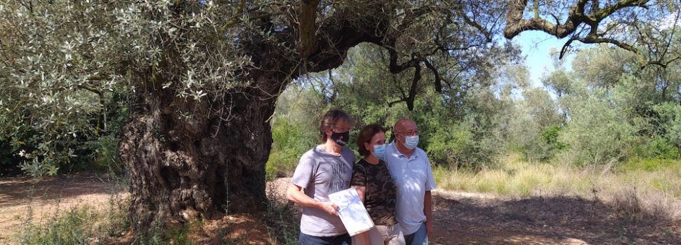 Un pas més en la protecció dels oliverars monumentals: el GEPEC-EdC compra una finca a Ulldecona