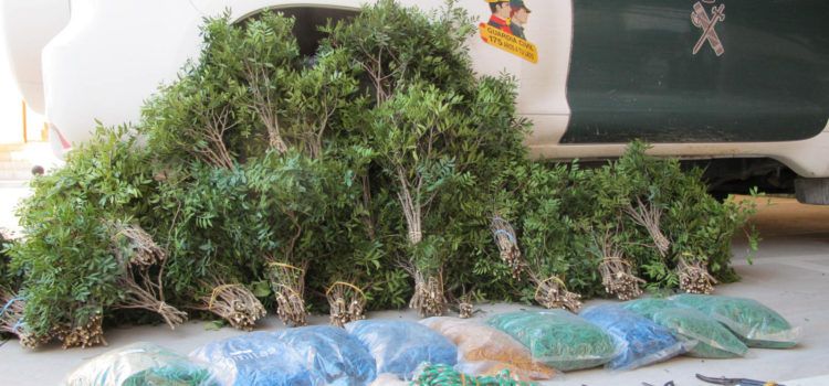 Interceptado en Tortosa un vehículo cargado de lentisco recolectado sin autorización