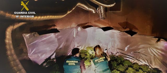 La Guardia Civil detiene a una persona por cultivo “indoor” de marihuana en Benicarló