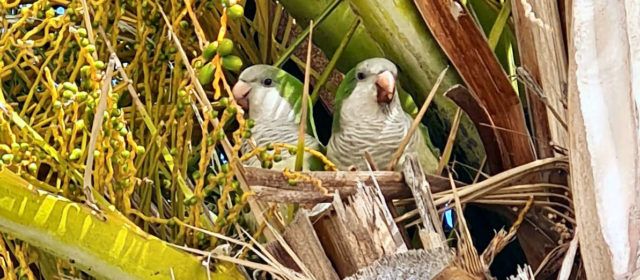 Cotorres argentines a les palmeres de Vinaròs