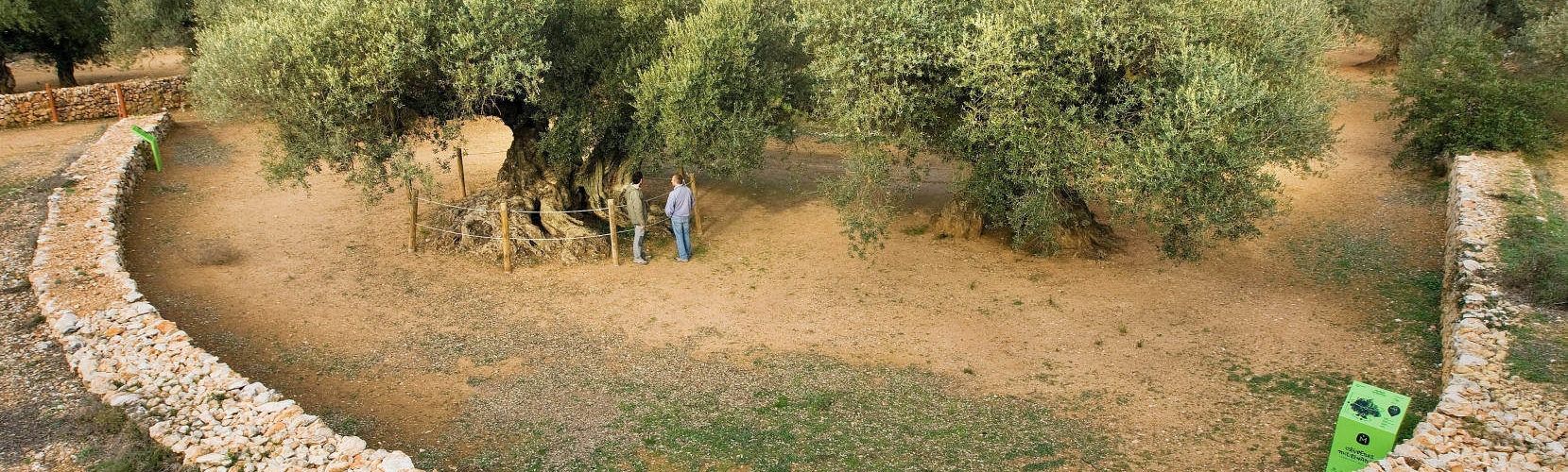 Gepec-EdC crea a Ulldecona una reserva d’oliverars monumentals