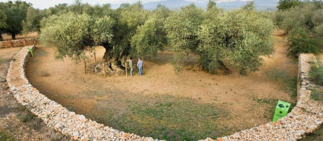 Gepec-EdC crea a Ulldecona una reserva d’oliverars monumentals