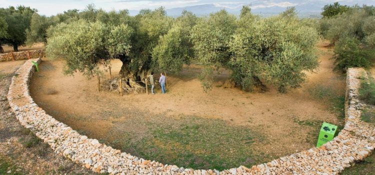 Gepec-EdC crea a Ulldecona una reserva d’oliverars monumentals