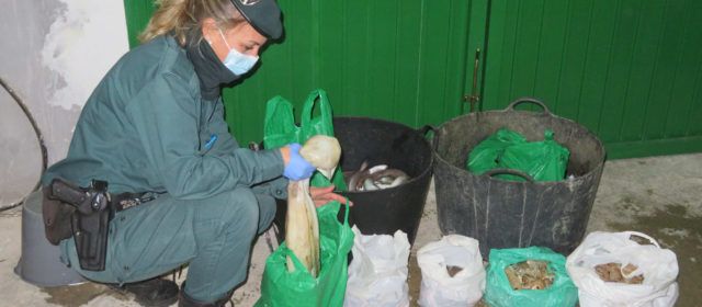 La Guardia Civil interviene en la Ràpita una partida de pescado comercializada fuera de lonja