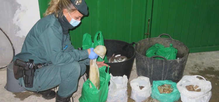La Guardia Civil interviene en la Ràpita una partida de pescado comercializada fuera de lonja