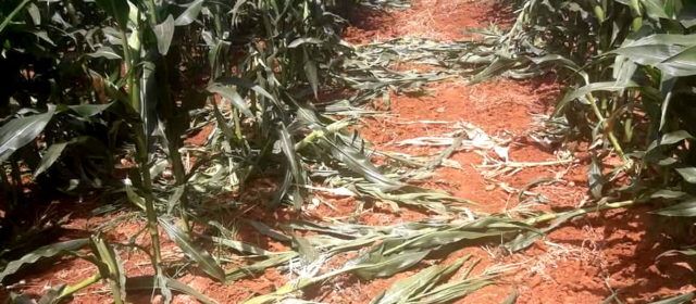 L’Ajuntament de Benicarló sol·licita col·locar gàbies per a capturar senglars en zones agrícoles