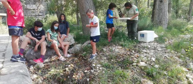 Repueblan en Els Ports el río Cervol con cangrejos autóctonos