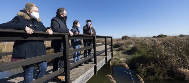 Un estudi de la Diputació realitzat pel Grup Au detecta 41 espècies diferents d’ocells en les marjals de la província
