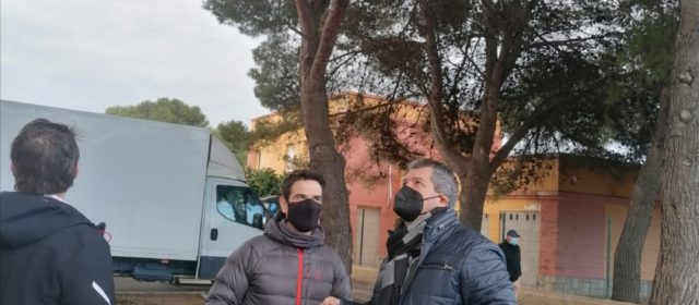 Peníscola s’activa per a desplaçar les masses d’ocells en l’arbratge del nucli urbà cap a zones verdes pròximes