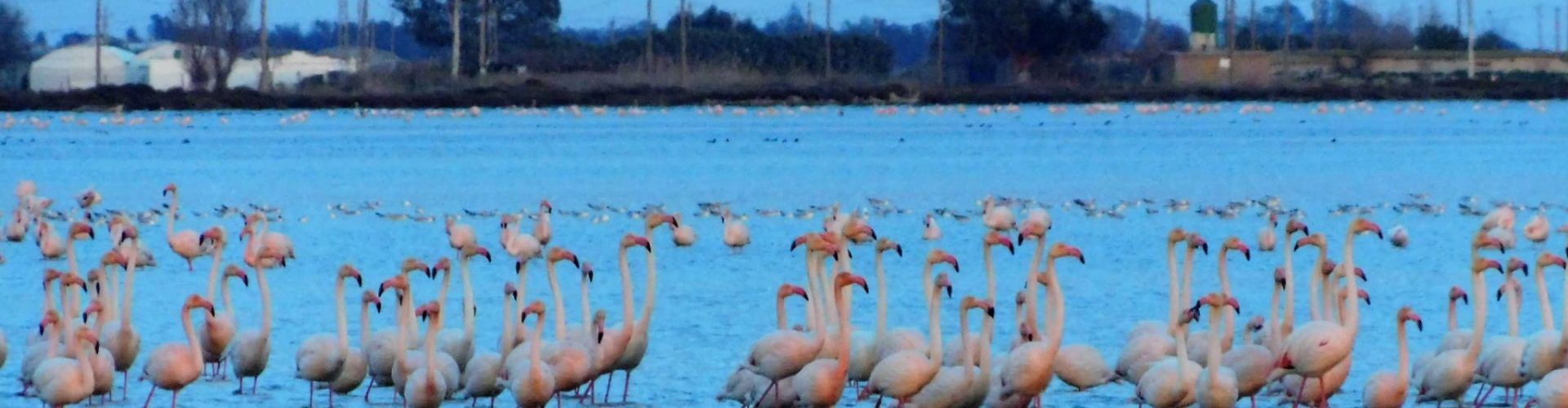 Fotos: Flamencs del Delta de l’Ebre