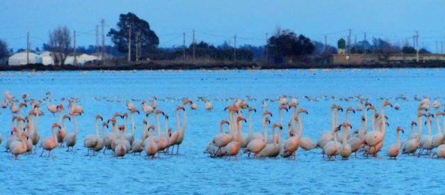 Fotos: Flamencs del Delta de l’Ebre