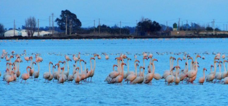 Fotos: Flamencs del Delta de l’Ebre