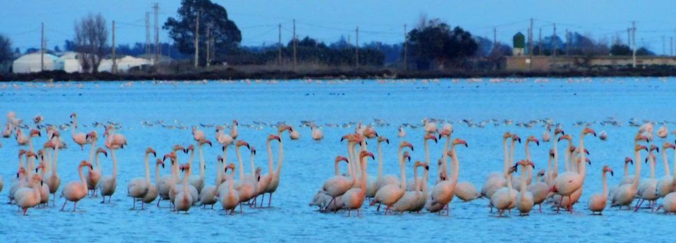 Fotos: Flamencs del Delta de l’Ebre