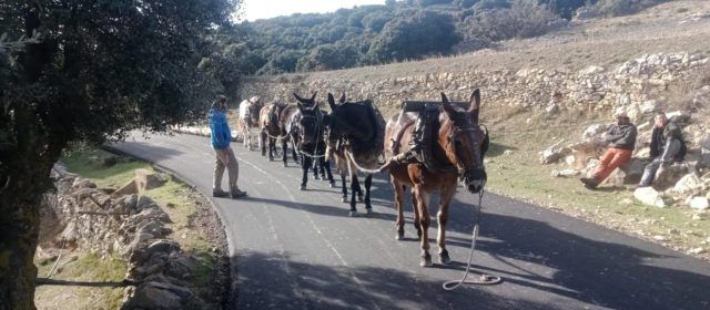 El covid no impide recuperar el Dia dels Troncs en Vilafranca
