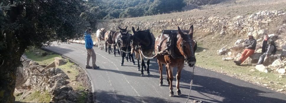 El covid no impide recuperar el Dia dels Troncs en Vilafranca