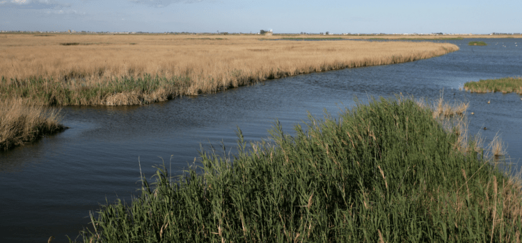 El Ministerio aprueba la evaluación ambiental para reubicar arenas en el Delta del Ebro