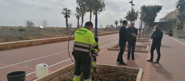Peníscola amplia la plantació d’arbres