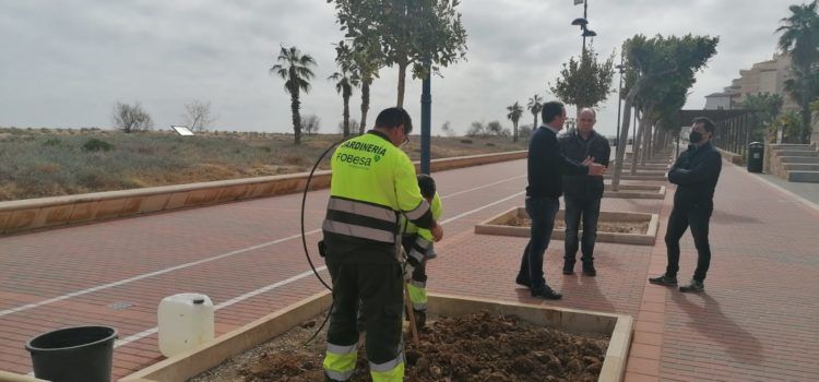 Peníscola amplia la plantació d’arbres