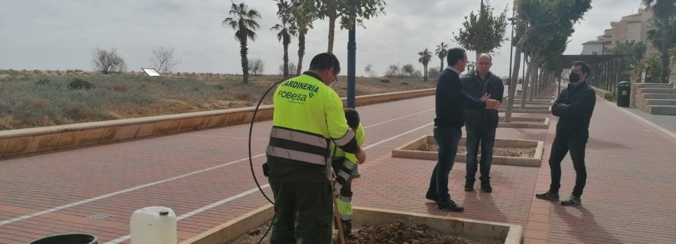 Peníscola amplia la plantació d’arbres