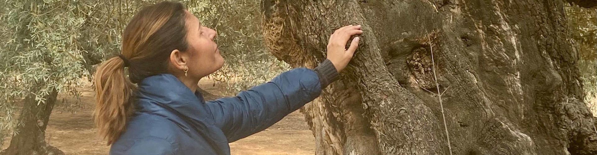 El Ayuntamiento de Canet lo Roig reivindica sus olivos milenarios con un ciclo de rutas guiadas y gratuitas