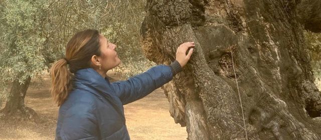 El Ayuntamiento de Canet lo Roig reivindica sus olivos milenarios con un ciclo de rutas guiadas y gratuitas
