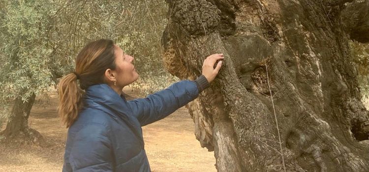 El Ayuntamiento de Canet lo Roig reivindica sus olivos milenarios con un ciclo de rutas guiadas y gratuitas