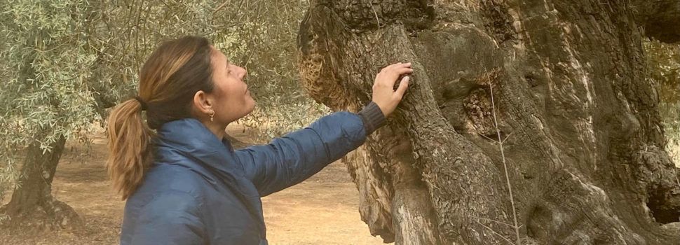 El Ayuntamiento de Canet lo Roig reivindica sus olivos milenarios con un ciclo de rutas guiadas y gratuitas