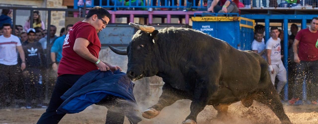 Ganado de primera categoría en las fiestas de la Todolella