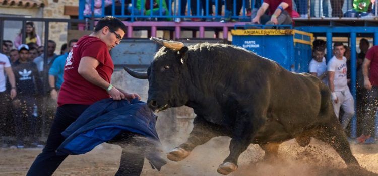 Ganado de primera categoría en las fiestas de la Todolella