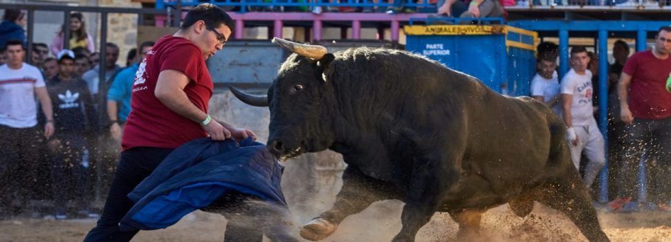 Ganado de primera categoría en las fiestas de la Todolella