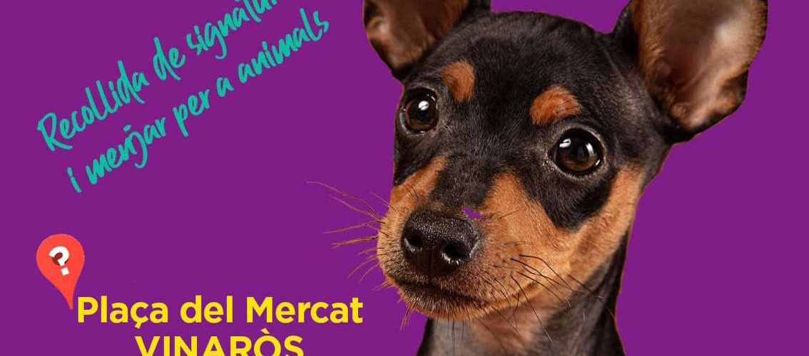 #26F: Per Una Llei Que Defense Els Animals