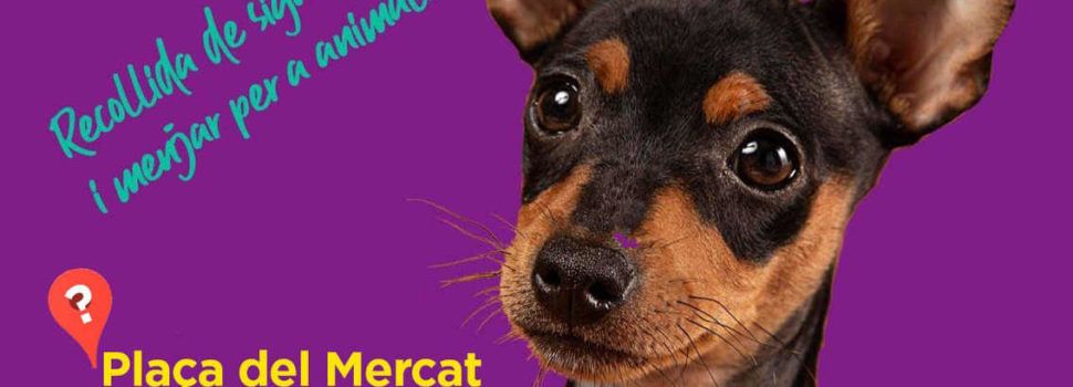 #26F: Per Una Llei Que Defense Els Animals