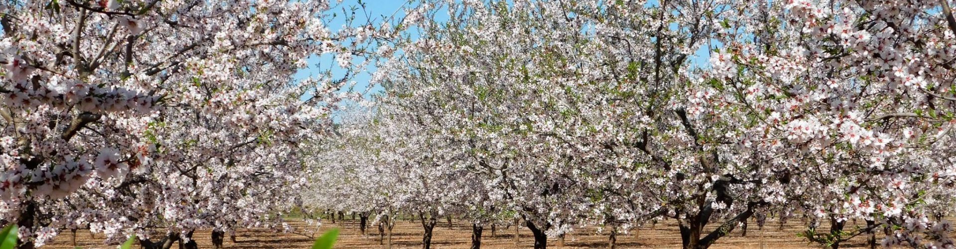 Vora l’Ebre: fotos d’ametlers de l’Aldea