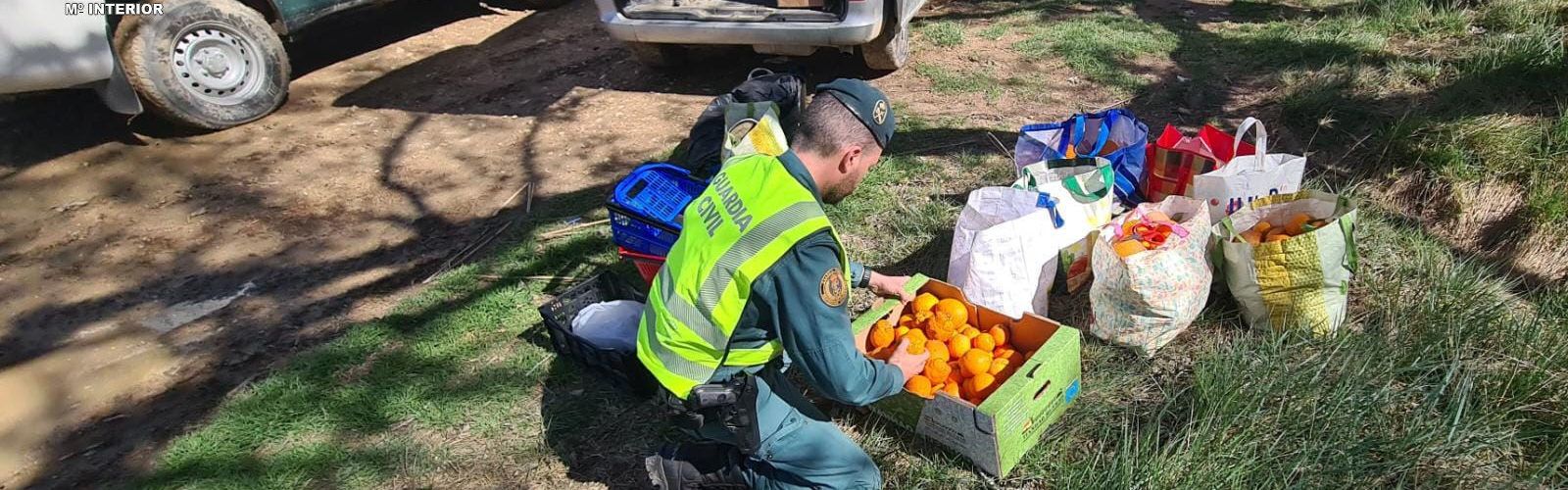 Hurto de naranjas recogidas directamente de una explotación agrícola próxima a Tortosa