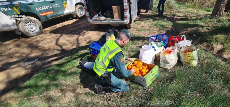 Hurto de naranjas recogidas directamente de una explotación agrícola próxima a Tortosa