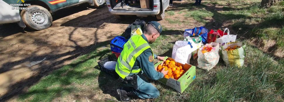 Hurto de naranjas recogidas directamente de una explotación agrícola próxima a Tortosa