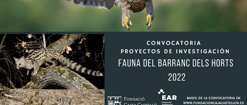 La Fundació Caixa Castelló convoca los proyectos de investigación Fauna del Barranc dels Horts 2022