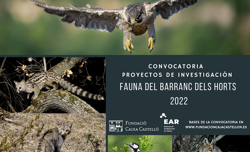 La Fundació Caixa Castelló convoca los proyectos de investigación Fauna del Barranc dels Horts 2022