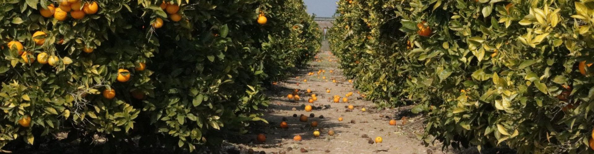 La CHJ tardó 232 días en visitar la finca de Sant Rafel del Riu donde están dos cañones de onda